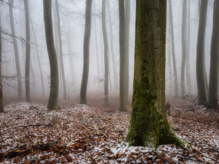 Bäume und Wälder